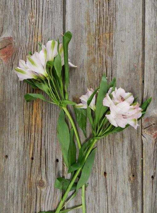 CHERISH LIGHT PINK ALSTROEMERIA